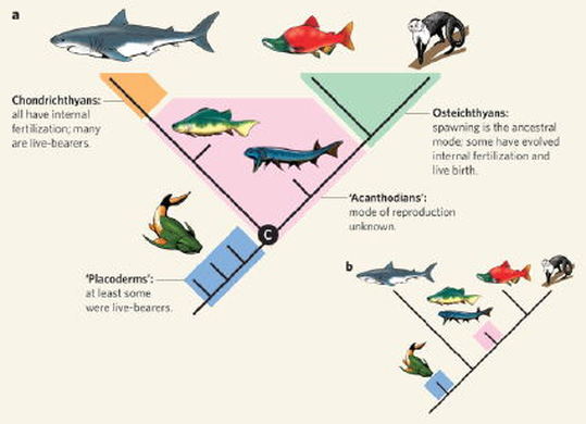 shark internal diagram showing the evolution of